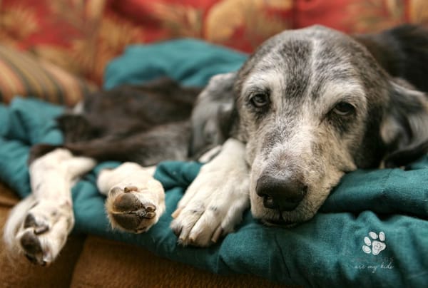 Age ain't nothing but a number: Meet the world's oldest dog!