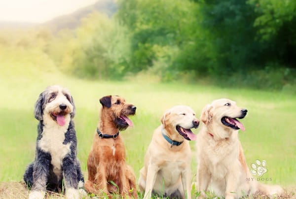 group of dogs lined up outside
