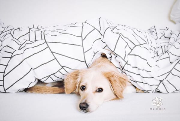 Best Low-Maintenance Dog Breeds For Those Who Don't Have Time For Much Else