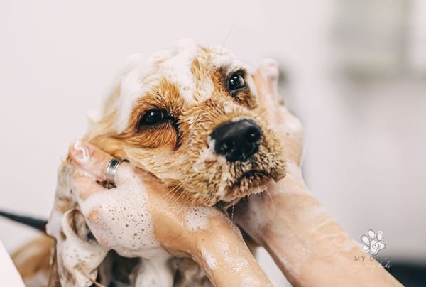 The Scratchy Truth About Mange On Dogs