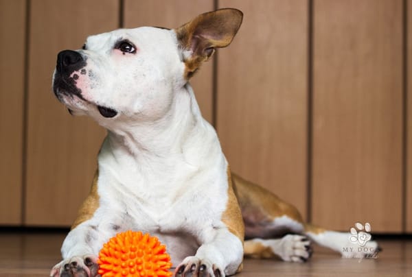 The Squeaky Toy Phenomenon: Why Do Dogs Love Them?
