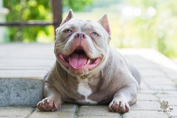 American Bully dog breed