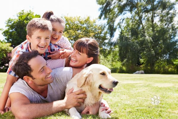 Why Dogs Make the Best Family Additions