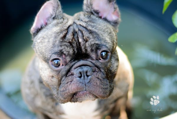 Why Ugly Dogs are Actually the Cutest